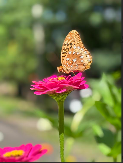 butterfly resting on a zinnia flower in a home garden