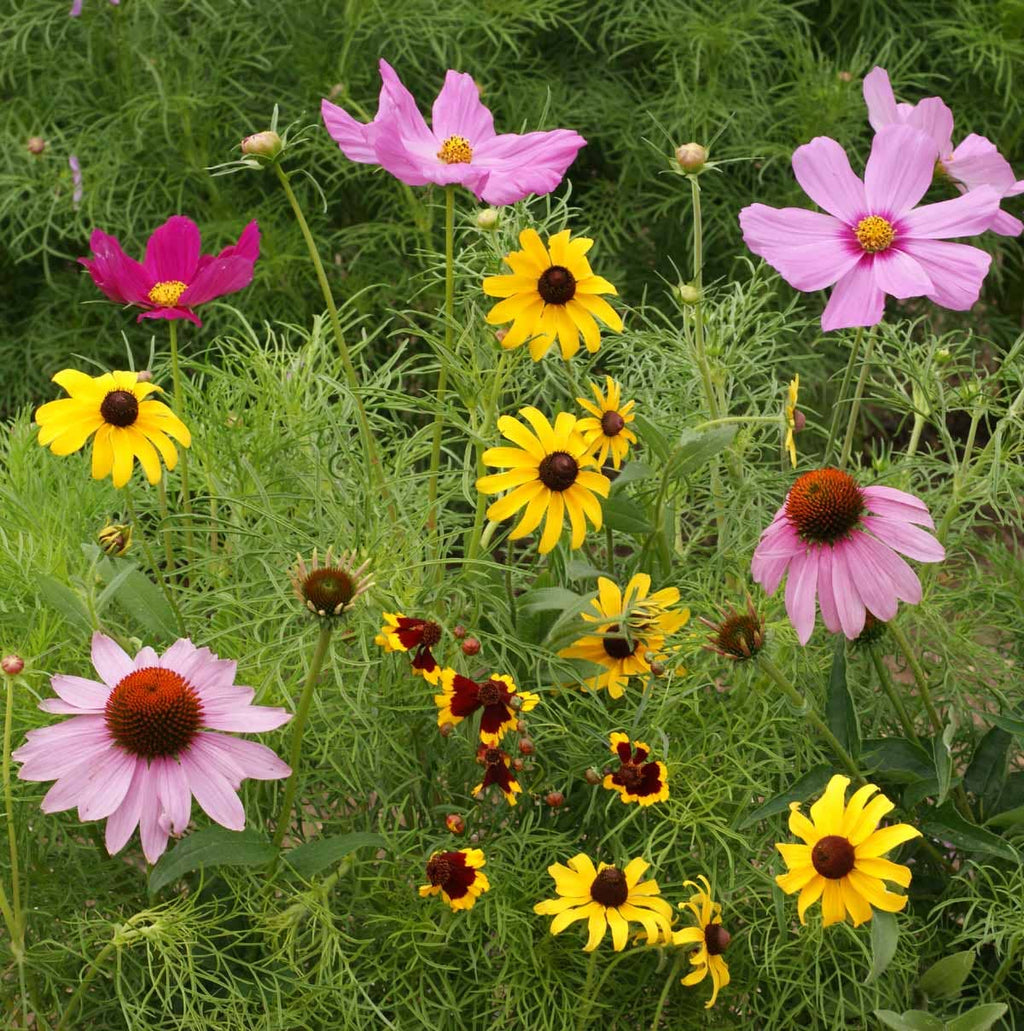 Butterfly Garden Seed Tin, Pollinator Wildflower Mix
