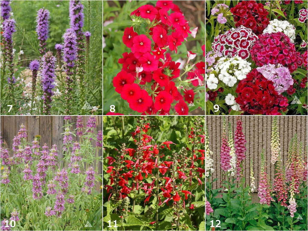 Hummingbird Wildflower Seed Mix – Nectar Flower Scatter Garden Seeds