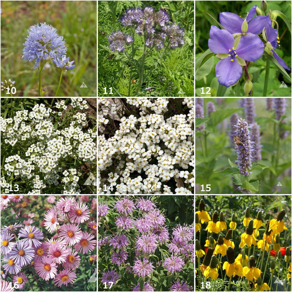 Honeybee Garden Wildflower Seed Mix – Pollinator Flower Seeds in Reusable Tin