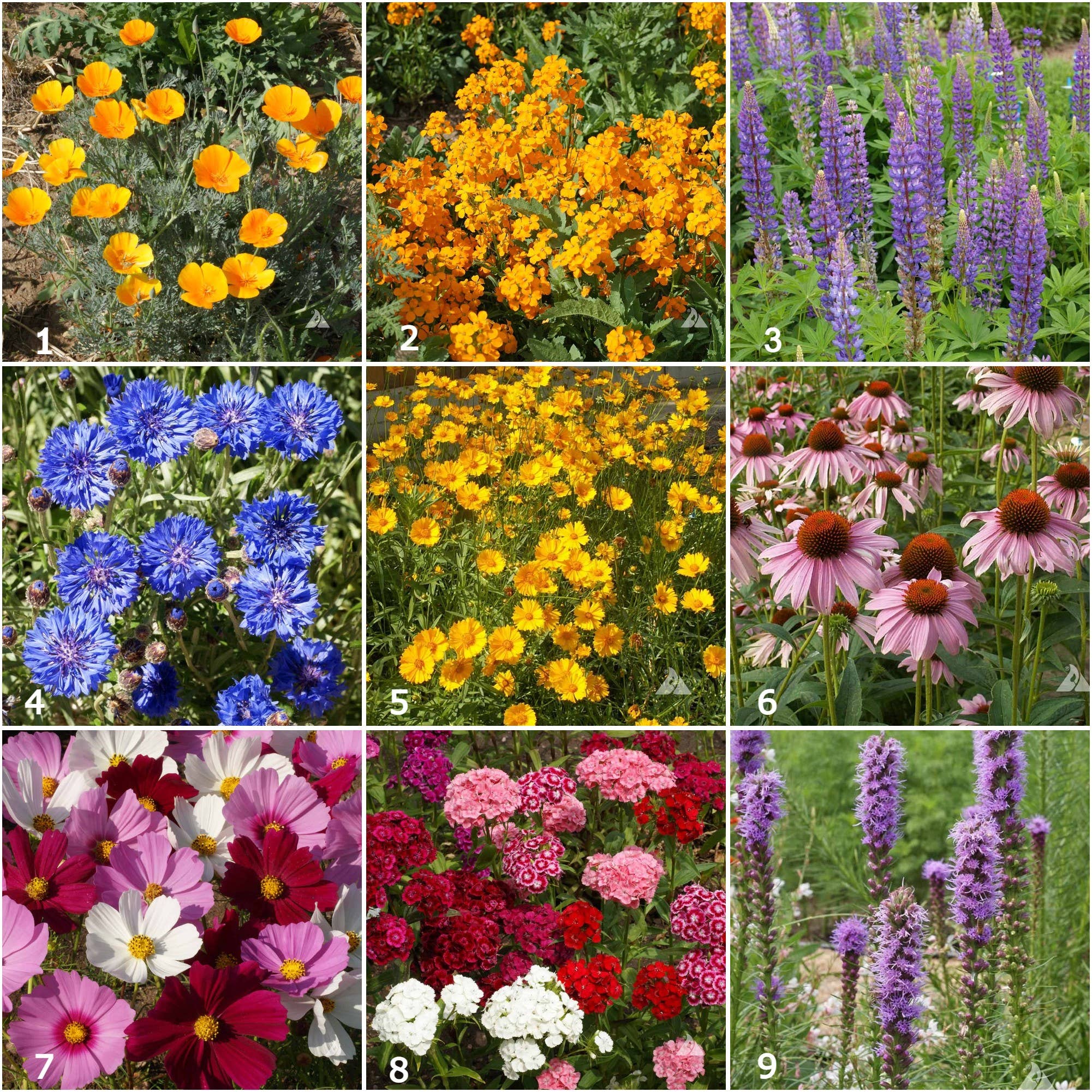 Butterfly Garden Seed Tin, Pollinator Wildflower Mix