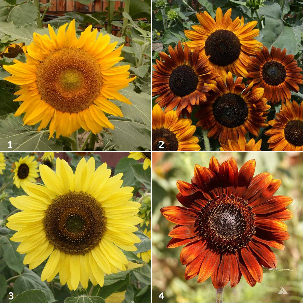 Grow Love Sunflower Seed Mix – Sunflower Garden Seeds in Reusable Tin