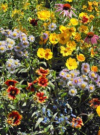 Honeybee Garden Wildflower Seed Mix – Pollinator Flower Seeds in Reusable Tin