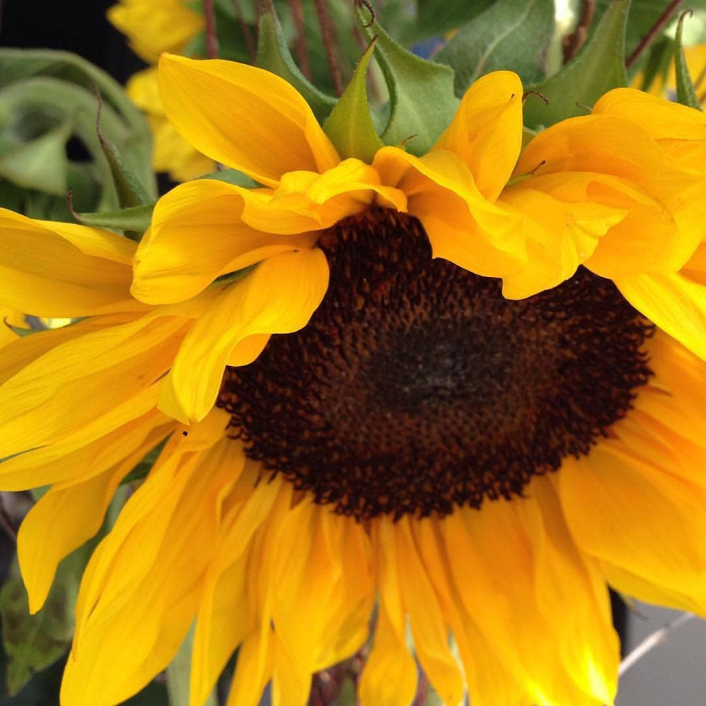 Grow Love Sunflower Seed Mix – Sunflower Garden Seeds in Reusable Tin