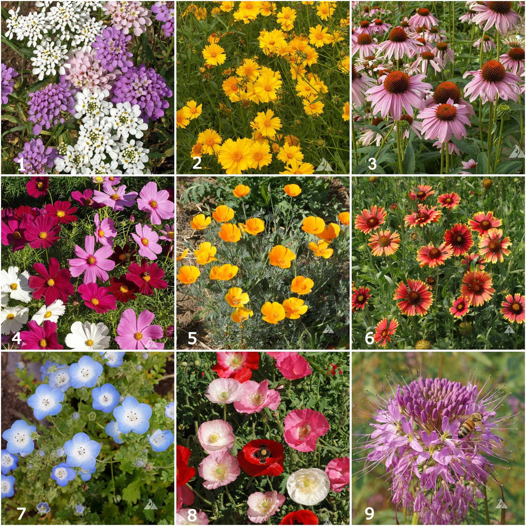 Pollinator Wildflower Garden Seed Mix – Bee Friendly Flower Seeds