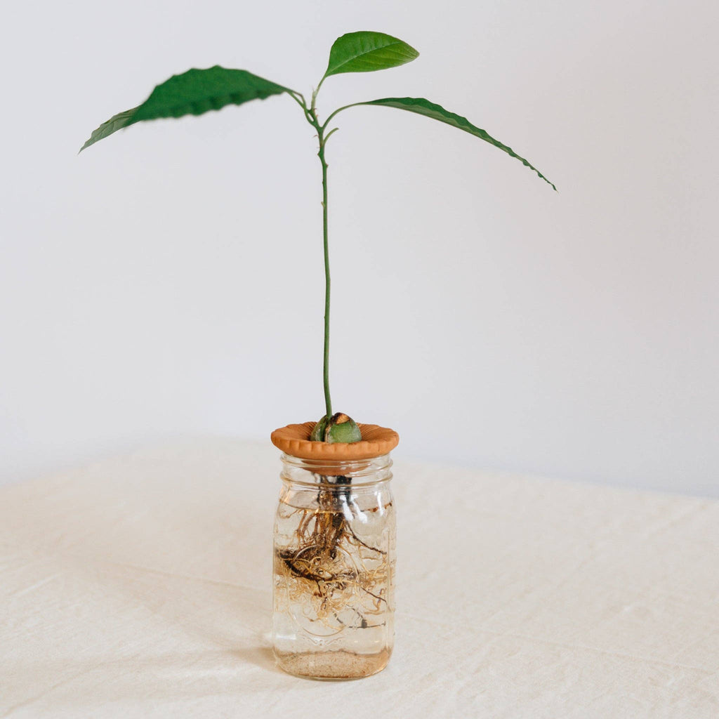 Terracotta Floral Seed Sprouter Set, A Lovely Little Growing Ritual