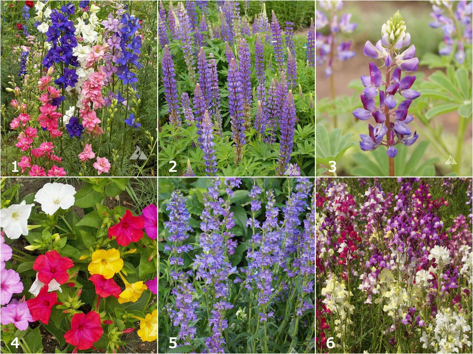 Hummingbird Wildflower Seed Mix – Nectar Flower Scatter Garden Seeds