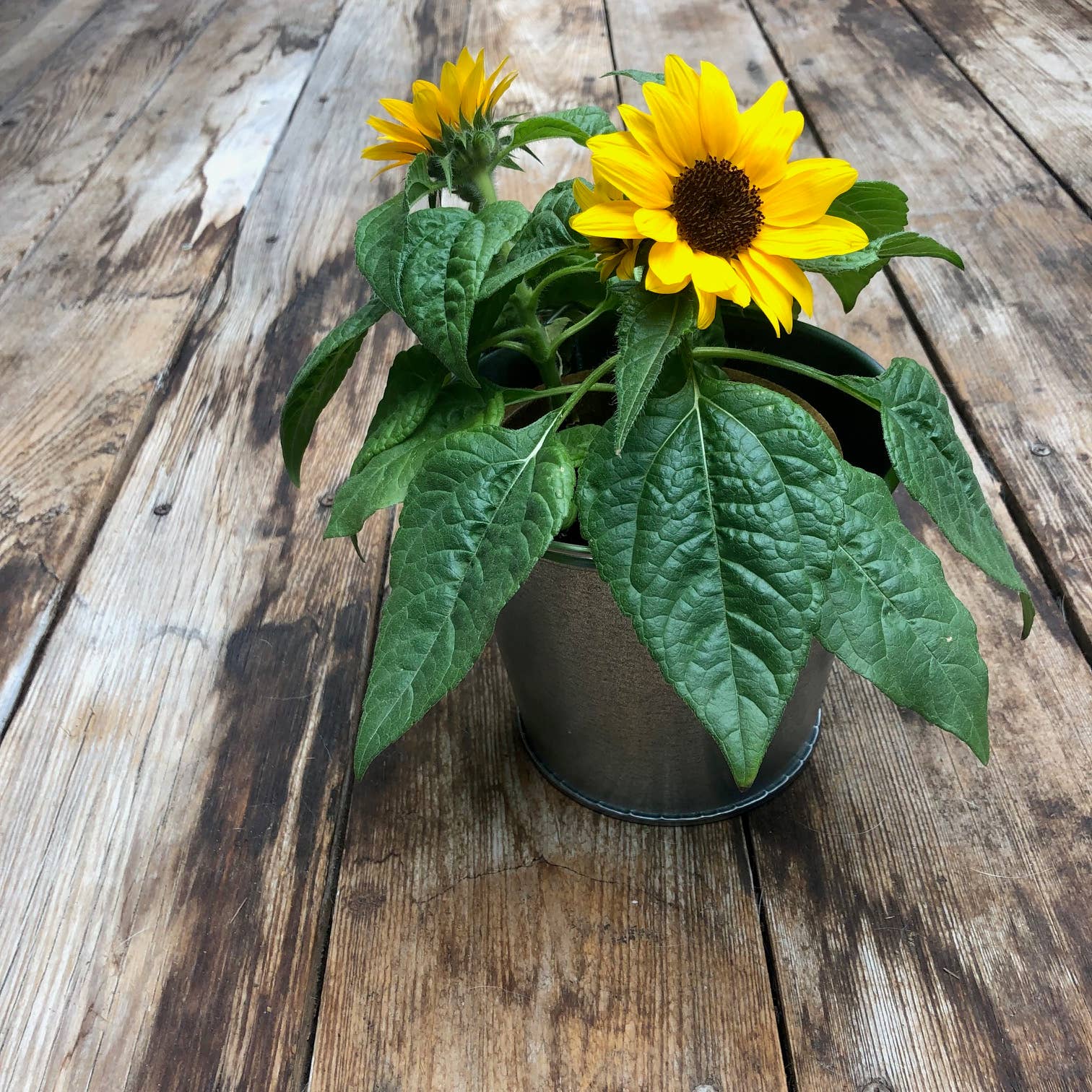 Grow Love Sunflower Seed Mix – Sunflower Garden Seeds in Reusable Tin