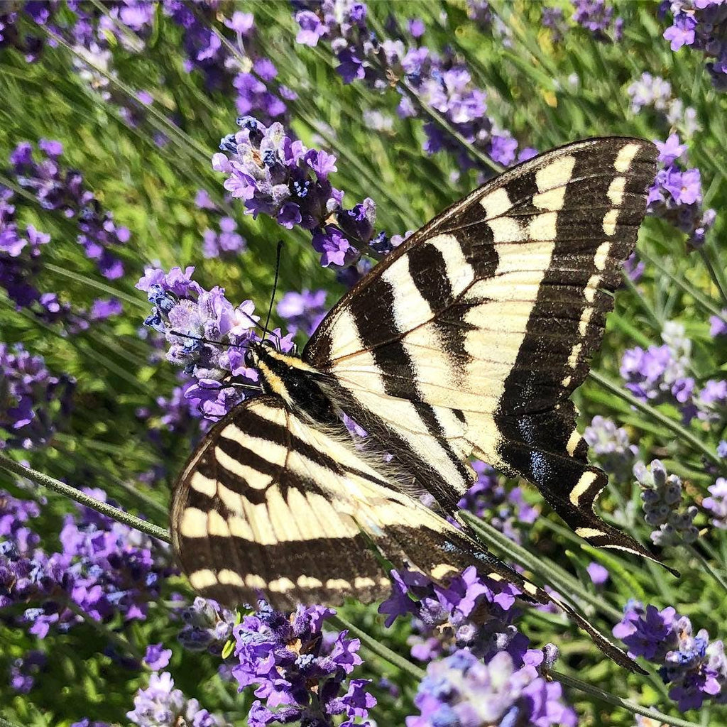 Butterfly Garden Seed Tin, Pollinator Wildflower Mix