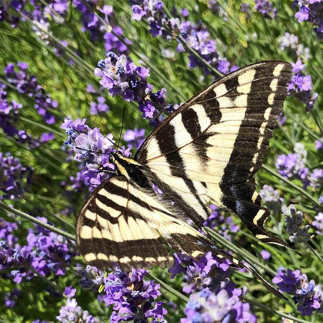 Butterfly Garden Seed Tin, Pollinator Wildflower Mix