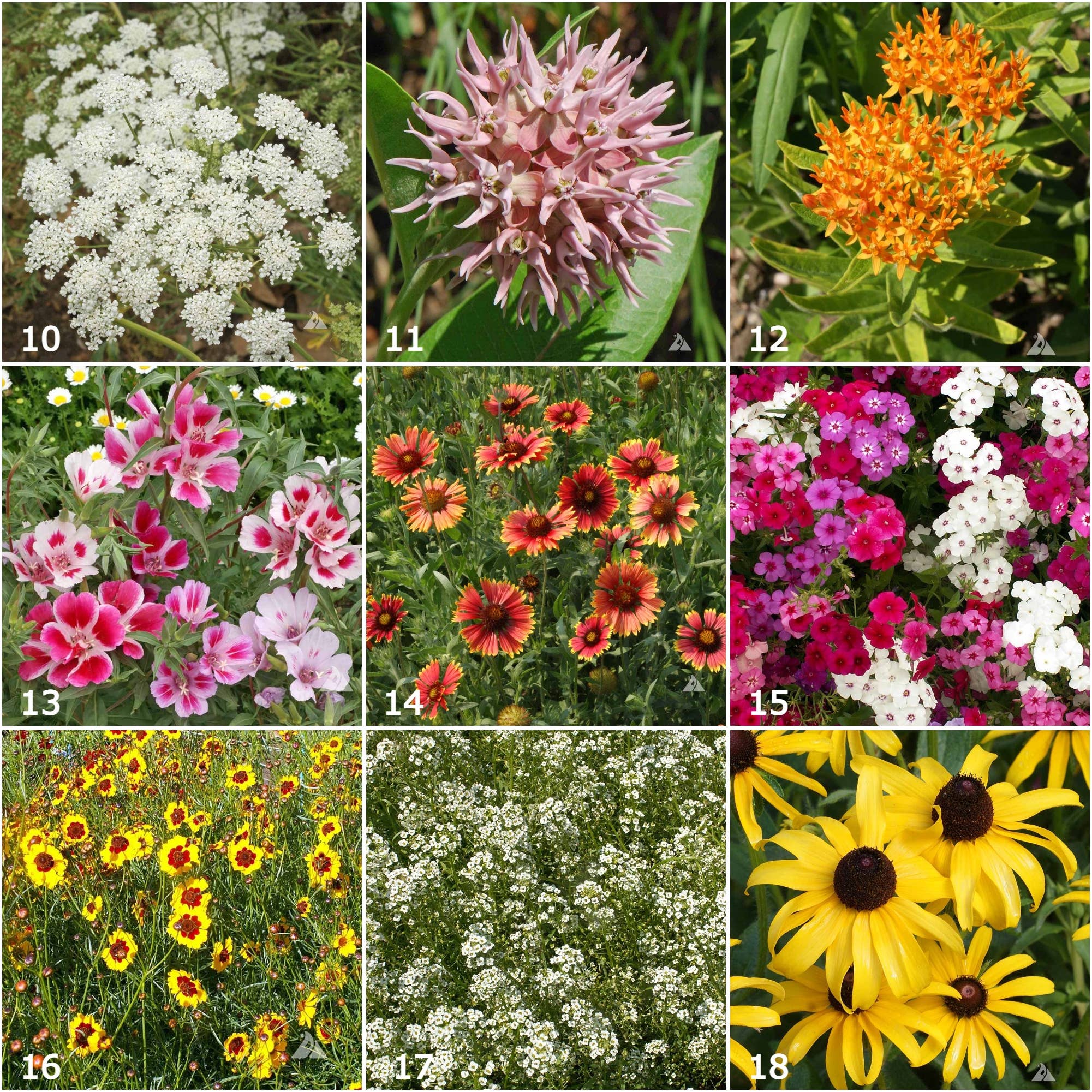 Butterfly Garden Seed Tin, Pollinator Wildflower Mix
