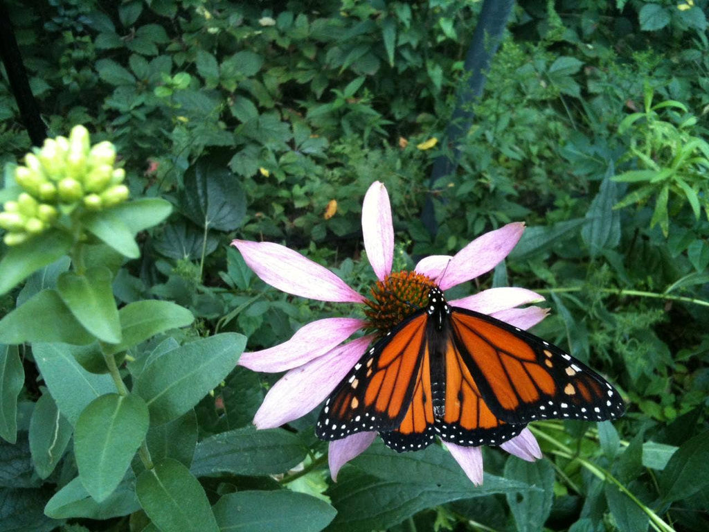 Butterfly Garden Seed Tin, Pollinator Wildflower Mix